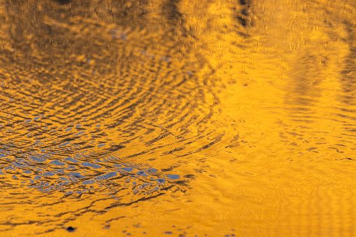 Yellow Water Pictures | Download Free Images on Unsplash