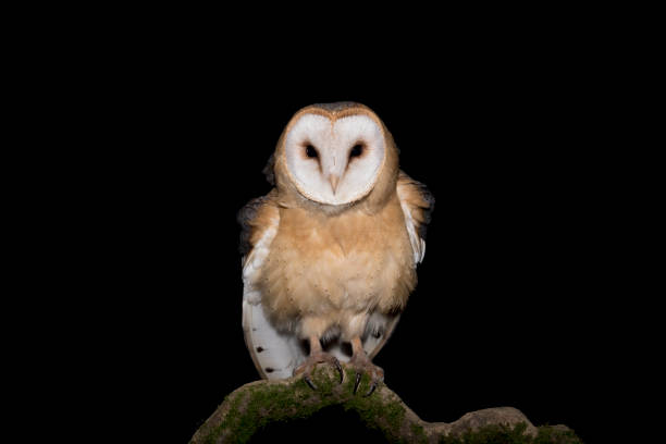 istock The Barn owl in the dark (Tyto alba) 1294290074