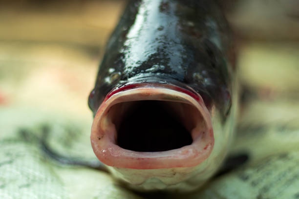 The fish caught on net with big mouth in a village pond