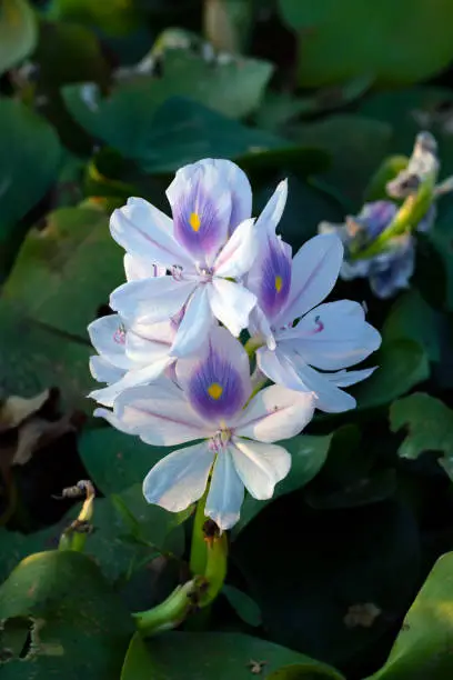 Photo of Water Hyacinth or white musk flowers in water