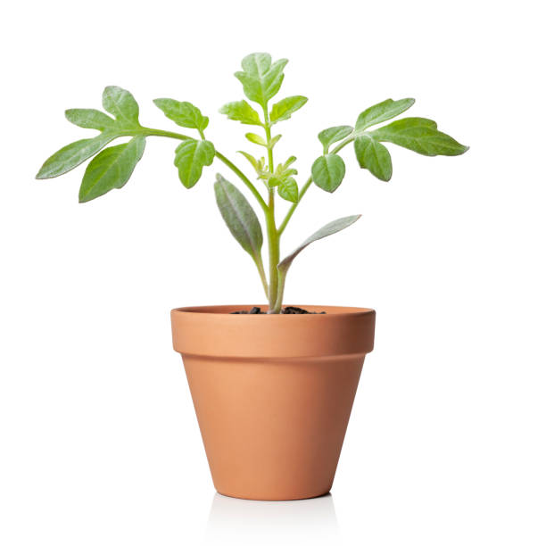 istock Young plant in flower pot 1294291260