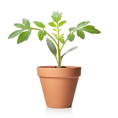Young tomato seedling potted plant isolated on white background.