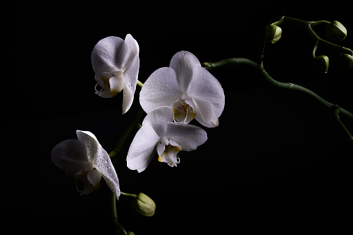 Multiple white orchid flowers on stem with buds and water droplets against black background.