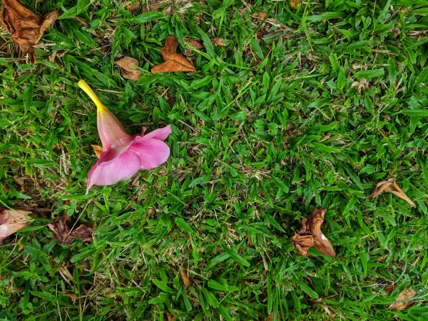 istock Fall blooming flowers and dried flower 1294296048