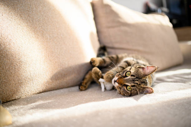 istock Lazy cat sleeping on the couch stock photo 1294296237