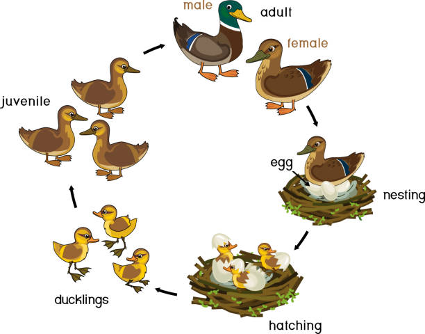 illustrazioni stock, clip art, cartoni animati e icone di tendenza di ciclo vitale dell'uccello. fasi di sviluppo dell'anatra selvatica (germano reale) dall'uovo all'anatroccolo e dell'uccello adulto isolato su sfondo bianco - duck animal egg isolated bird