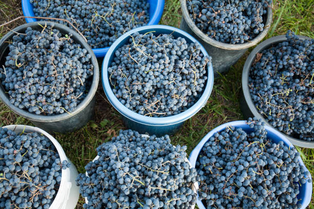 istock Harvest of black wine grapes. 1294296623