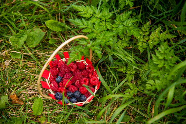 Beries in a basket in a beautiful sunny day