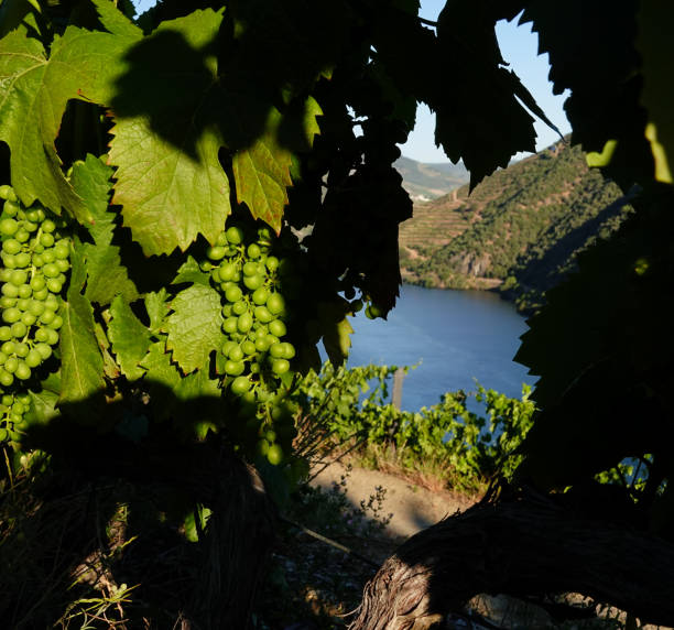 istock Closeup of grapes with the Douro River behind 1294298468