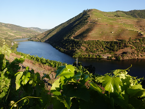 Douro Valley and River, Portugal. Hillside terraces and vineyards in summer.