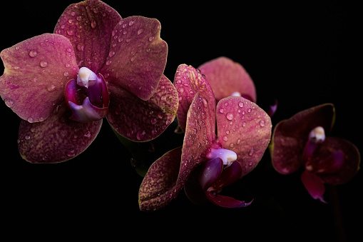 Multiple pink/red orchid flowers on stem with water droplets against black background.