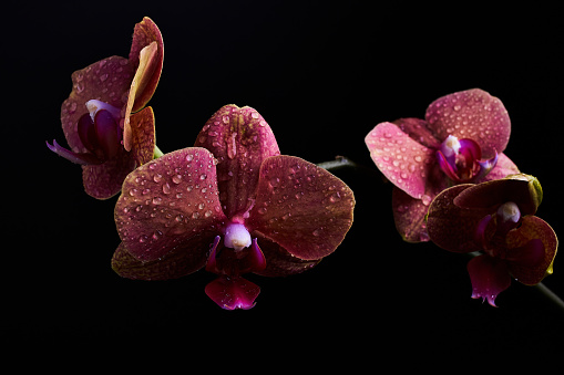 Close up detail shot of a beautiful magenta moth orchid against a soft background.