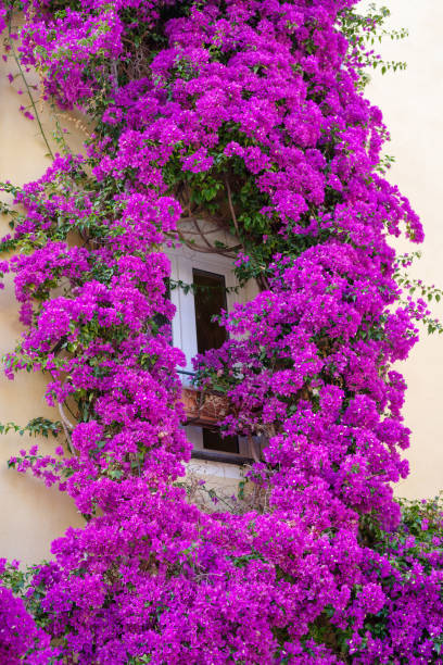 istock Facade a house with bougainvillea in bloom 1294301905