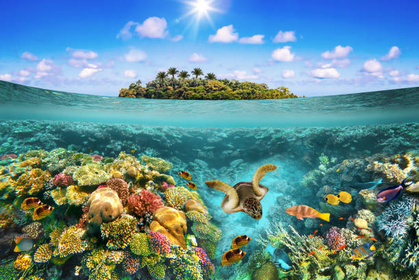 istock tropical beach with beautiful underwater world 1294301982