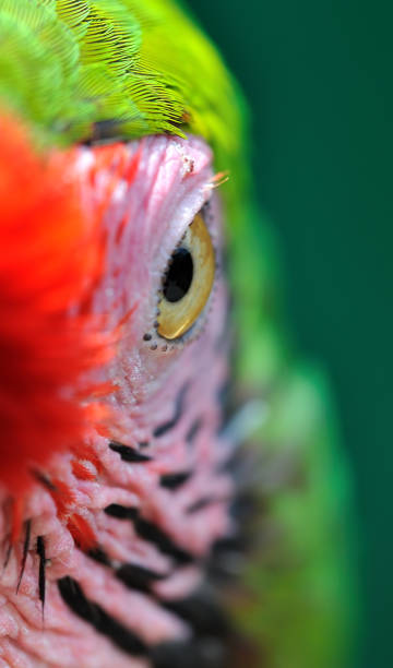 istock macro close up of parrot eye 1294303225