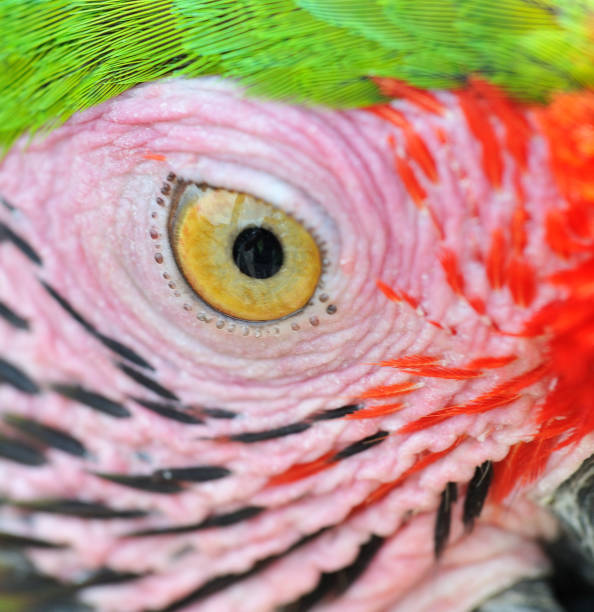 istock macro close up of parrot eye 1294303232