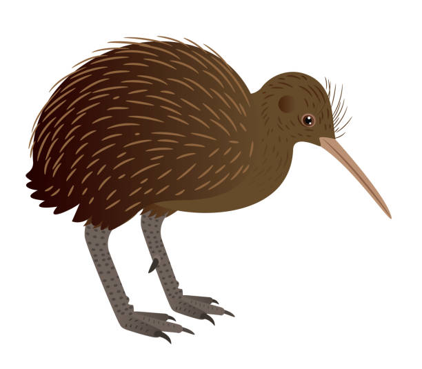 ilustrações, clipart, desenhos animados e ícones de pássaro kiwi - kiwi