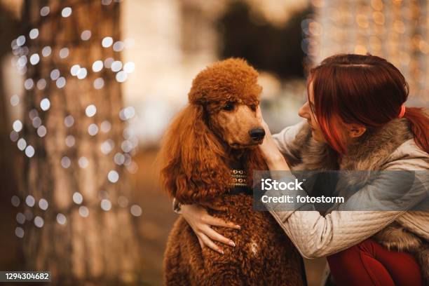 Young Woman Petting Her Adorable Brown Poodle Stock Photo - Download Image Now - Winter, Dog, Embracing