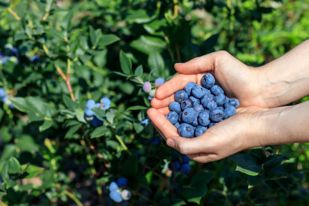 istock Fresh ripe blueberries in female palms. 1294304698