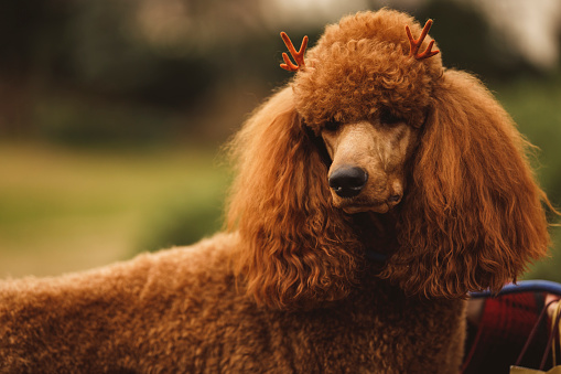 Portrait of adorable brown poodle wearing costume reindeer antlers and looking away.
