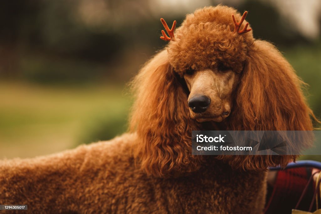 Adorable brown poodle wearing costume reindeer antlers Portrait of adorable brown poodle wearing costume reindeer antlers and looking away. Standard Poodle Stock Photo