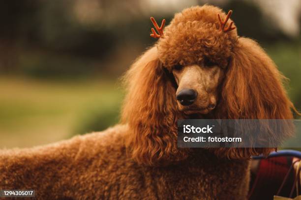 Adorable Brown Poodle Wearing Costume Reindeer Antlers Stock Photo - Download Image Now