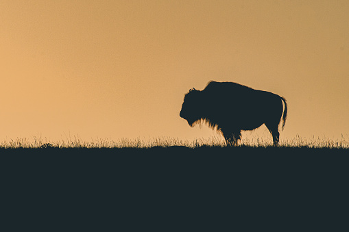 Female buffalo standing at sunrise