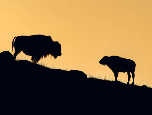 istock Summer sunrise buffalo and calf 1294305787