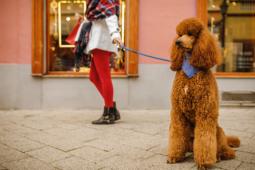 Full length shot of adorable brown poodle on a leash sitting on the ground and patiently waiting while his owner is window shopping during their walk in the city street.