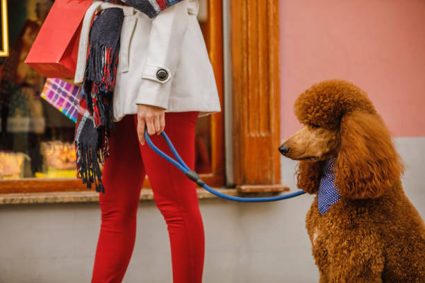 istock Window shopping and taking a dog for a walk 1294306033
