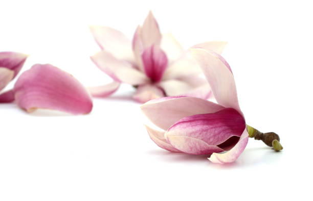 マグノリアの花は白の上に横たわっている - magnolia white pink blossom ストックフォトと画像