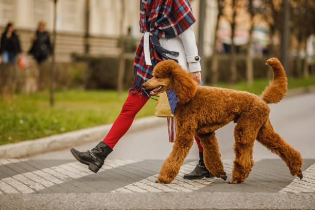 道路を横断する女性と彼女の犬の低いセクション - standard poodle ストックフォトと画像