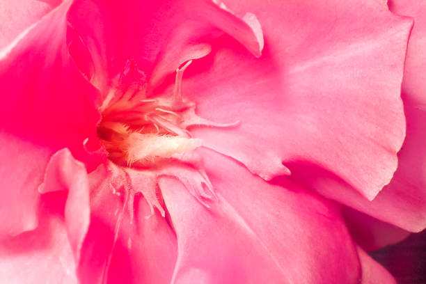istock Blooming hyacinth on a light green background. 1294307612