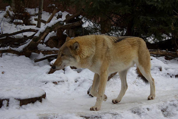 istock wolf at the zoo in snowy winter 1294308385