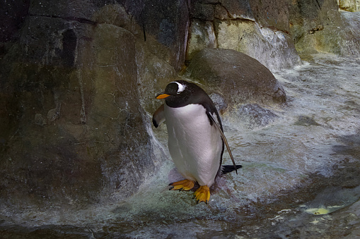 a funny penguin in the winter zoo