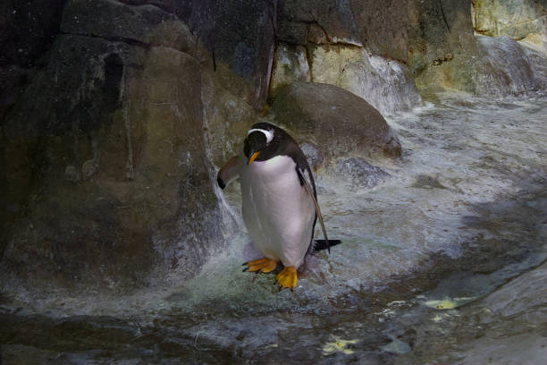 ein lustiger pinguin im winterzoo - antarctica penguin ice emperor stock-fotos und bilder