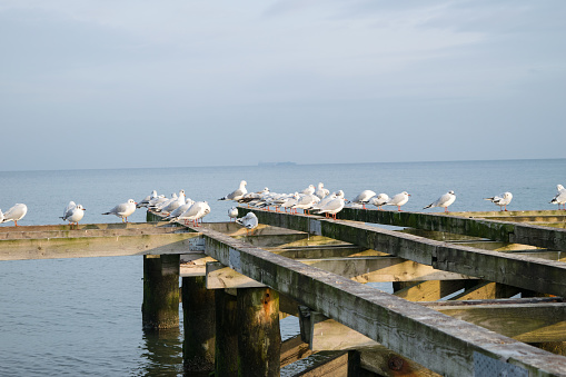 a lot of white gulls sitting on the wooden pier