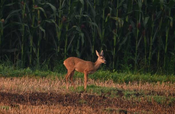 istock Roe deer grazing in the early morning 1294308735