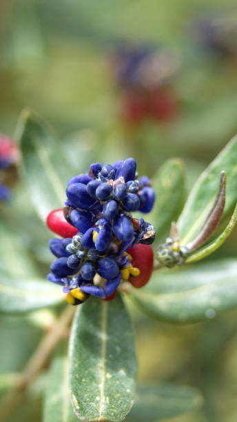 istock Purple flowers and red berries 1294308921