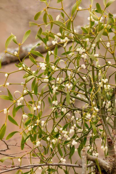 mistletoe white berries on the forest- viscum album - european mistletoe imagens e fotografias de stock