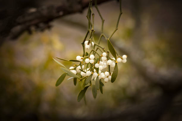 mistletoe white berries on the forest- viscum album - european mistletoe imagens e fotografias de stock