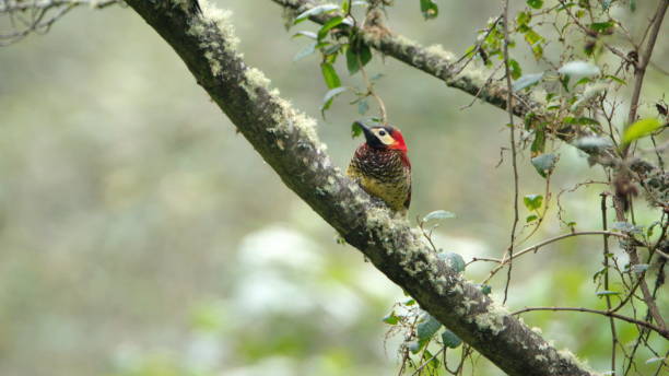 istock Crimson-mantled woodpecker 1294309989
