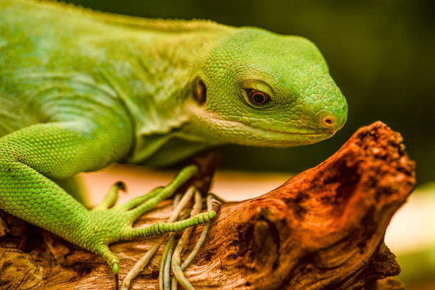 istock close up of face iguana 1294310063