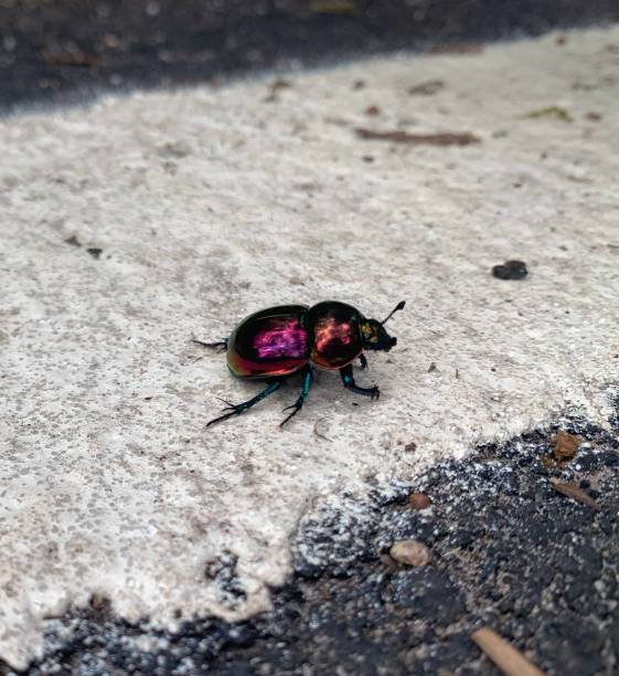 Taken on Mobile Device  beautiful colored beetle crawling along the road
