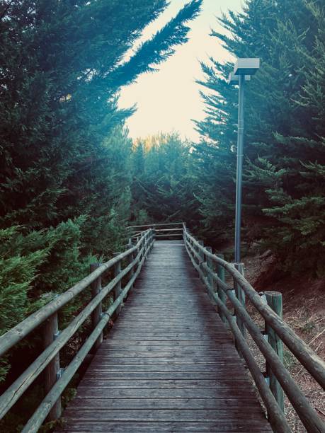 istock wooden platform in the forest 1294310762