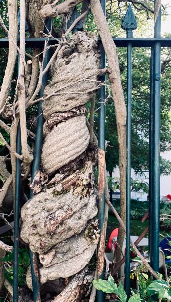 istock Big tree roots are growing through a iron fence 1294310927