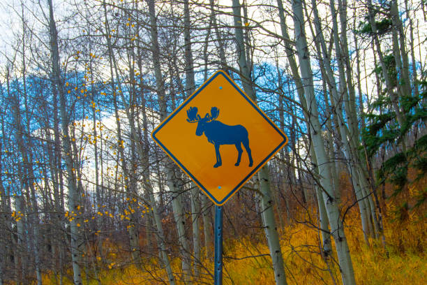 무스 크로싱 사인 근처 아스펜 콜로라도 - moose crossing sign 뉴스 사진 이미지