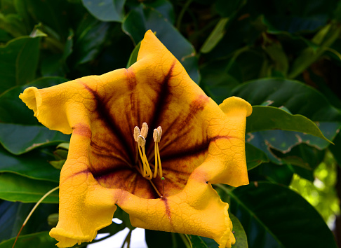 These Brugmansia flowers are poisonous