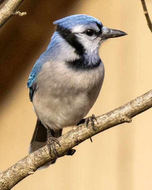 istock Blue Jay in the garden 1294312209