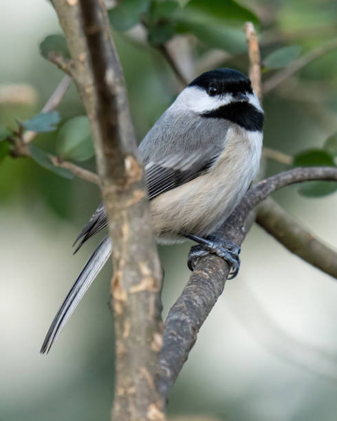istock Virginia Chickadee bird on a branch 1294312263